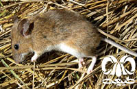 گونه موش صحرایی هیرکانی Hyrcanian Filed Mouse